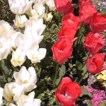 SH3B03780001 SH3B03780001.jpg