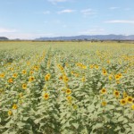 120805_1139~01 120805_1139~01.jpg