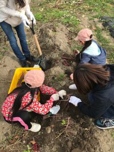 シャベルで回りを掘り起こし、仕上げはスコップで慎重に土をかき分けて・・・ いっぱいあるある！