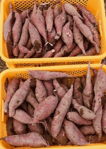 こんなにたくさん収穫できました。焼き芋にぴったりサイズ。