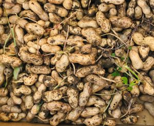 ゆで落花生、おいしいよ