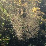 芸術的なくもの巣