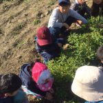 ピーナツは土の中