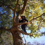 木登りベテラン