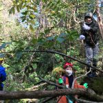 木のツルをとる