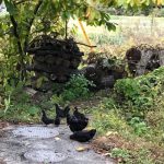 庭先を走り回る烏骨鶏