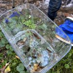 すんだ水がきれい