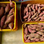 いっぱい採れた！これ一部