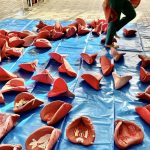 花びらは意外と大きくて壮観！